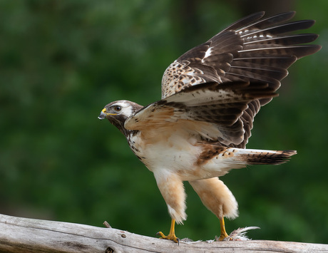 Buizerd