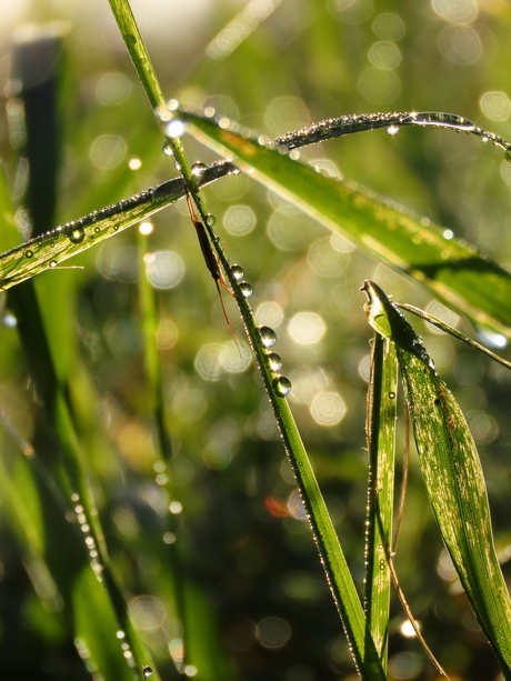 Zomerse sprankeling