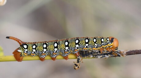 De wolfsmelkpijlstaart (Hyles euphorbiae)/