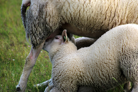 Moeder/kind.