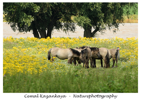 konikpaarden