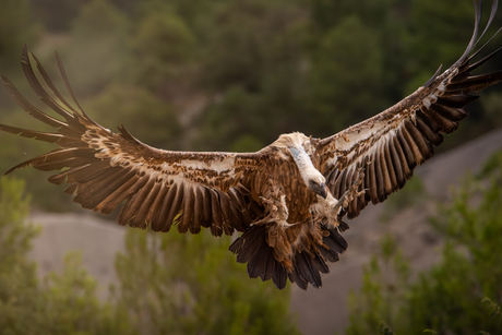 Klauwen in de aanslag