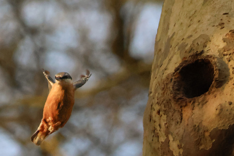 Boomklever kraakt nestholte specht