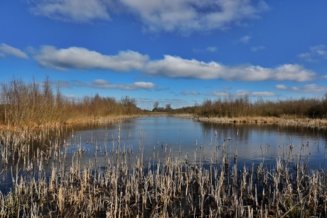 Bargerveen