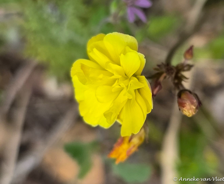 Eeen soort zonneroosje (Helianthemum)