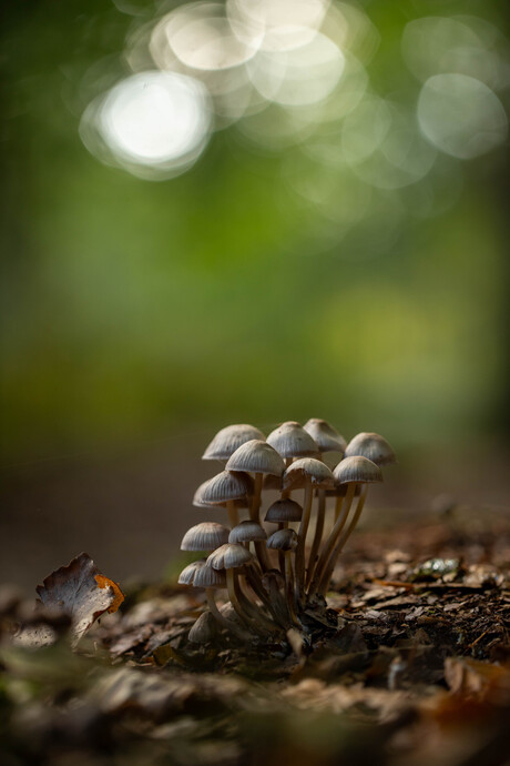 Herfst in het bos