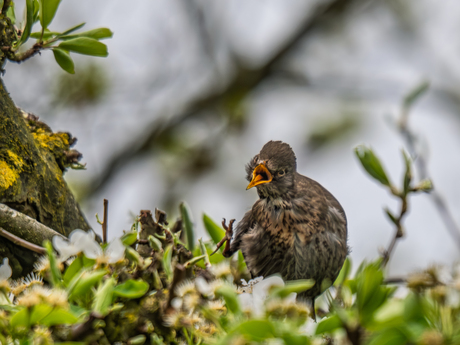 Luisteren jullie nog?!!