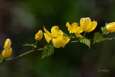 Kerria japonica 