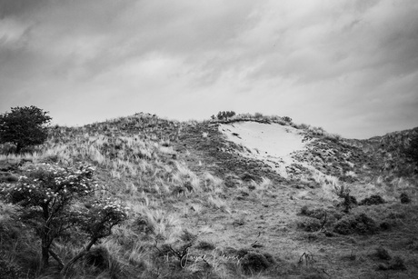 Whispers of the Dune 