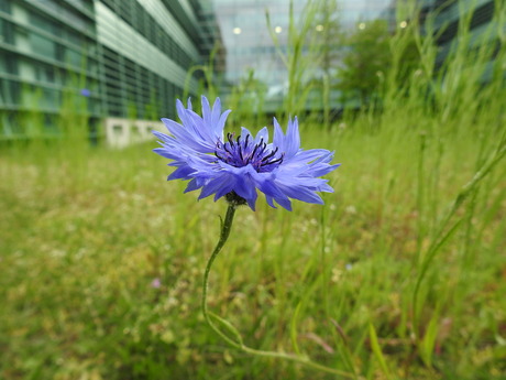 Korenbl;oemblauw, Radboud universiteit, NIjmegen 2026