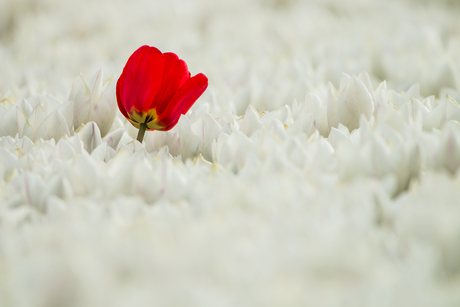 DUTCH TULIP