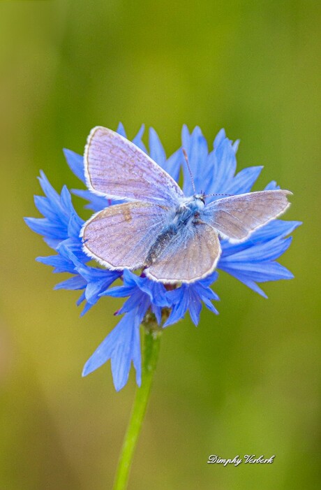 Icarusblauwtje op een korenbloem 