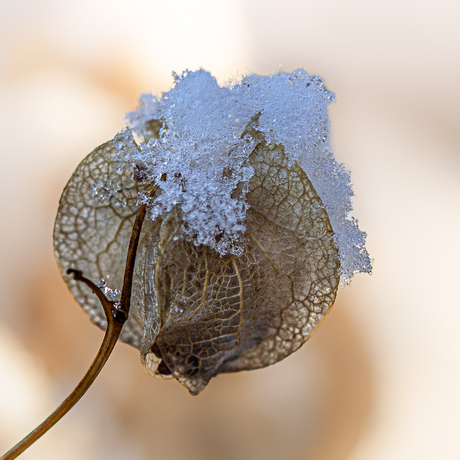Zaaddoosje in de sneeuw.