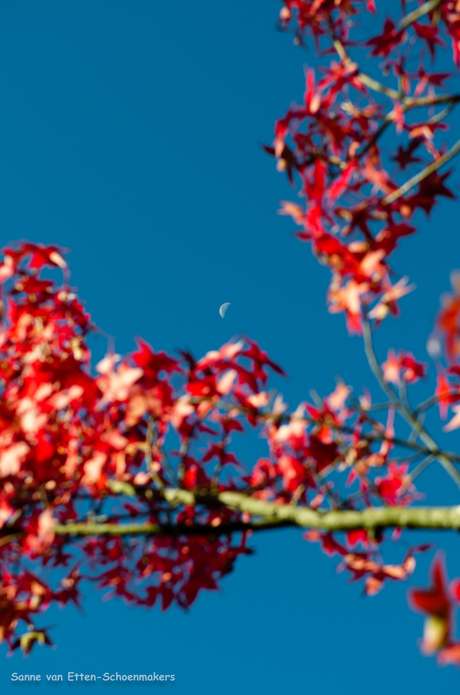 Red and blue makes my dreams come true.... fly me to the moon