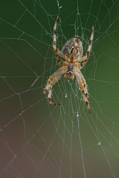 spinnetje van dichtbij
