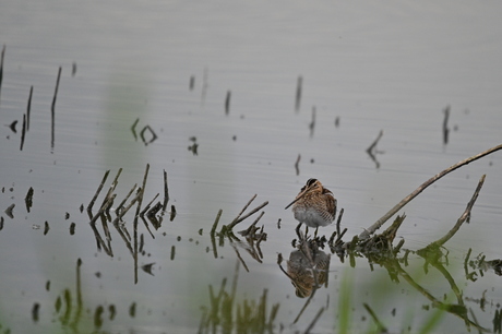 watersnip