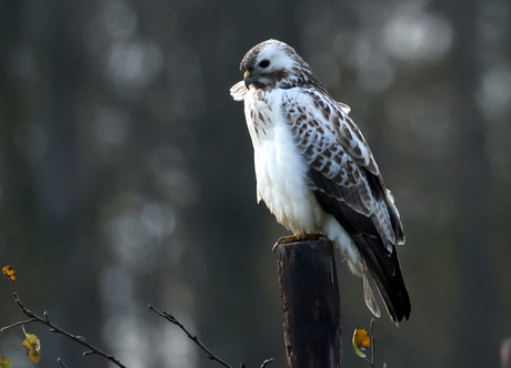 buizerd