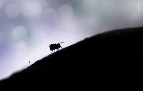 Kleine silhouet 