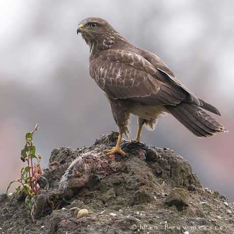 Buizerd op prooi