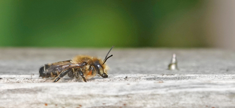 Grote bladsnijder in het zonnetje