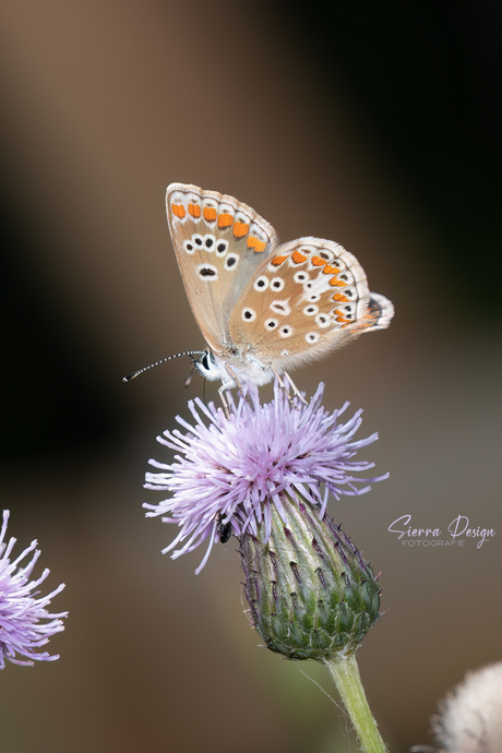 Heideblauwtje op distel