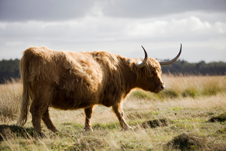 Schotse Hooglanders