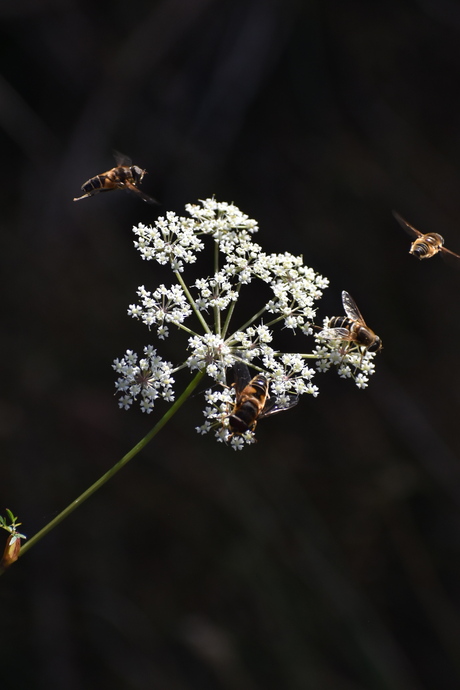 Bijen op witte bloem