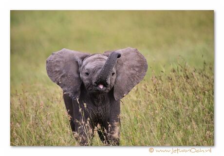 Baby elephant