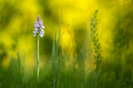 Gevlekte orchis