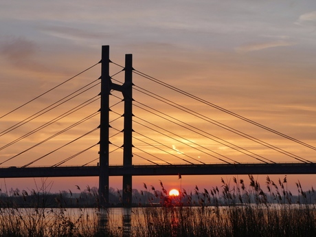 Early bird gets the worm