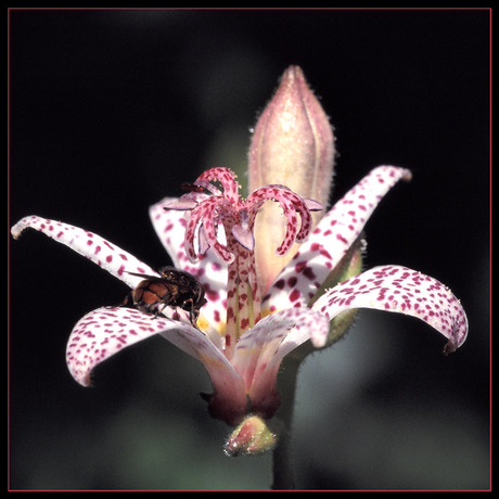 Tricyrtis