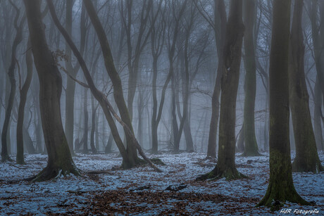 In het midden van het oudste bos van Nederland