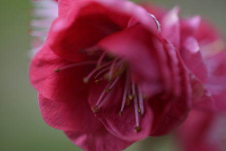 Asserbos, Assen, Nederland