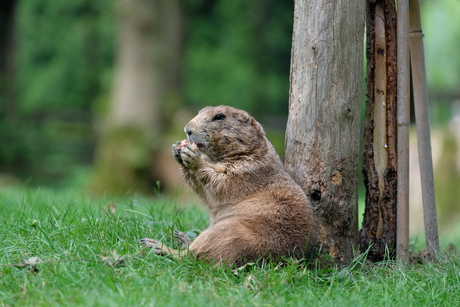 Zoo Veldhoven