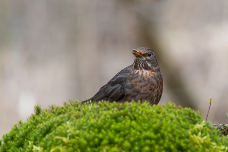 Kijken jullie naar mij?