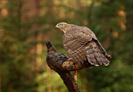 Havik