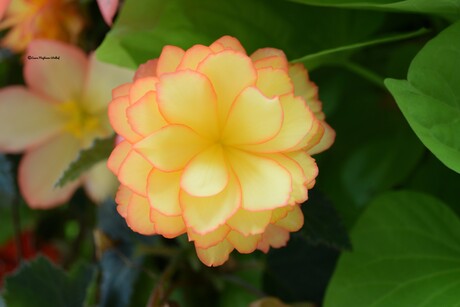 Knolbegonia