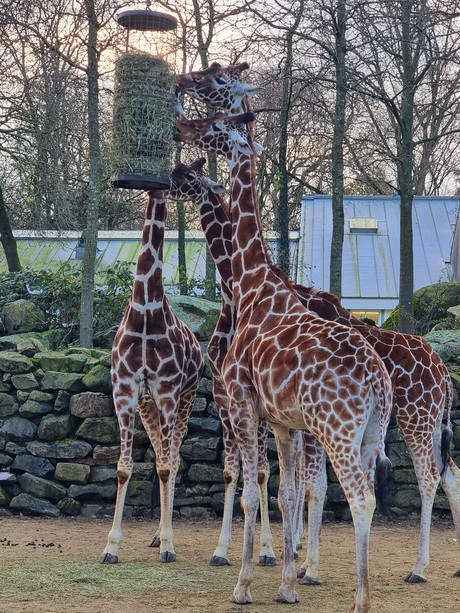 Giraffe 