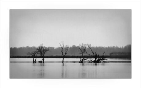 Biesbosch