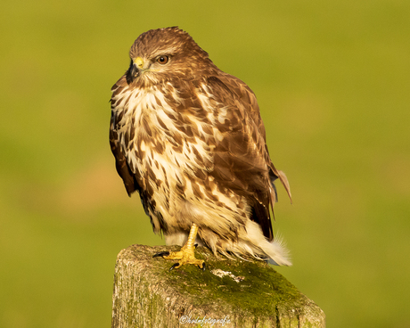 Buizerd 