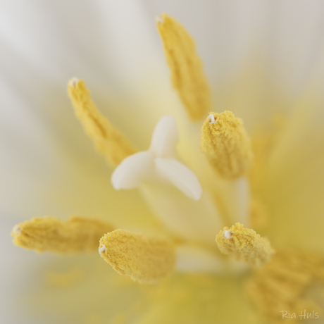Dag van de tulp