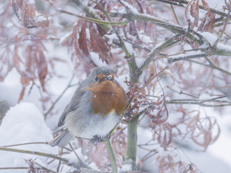 Roodborstje in de sneeuw