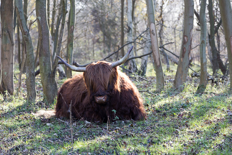 Schotse Hooglander