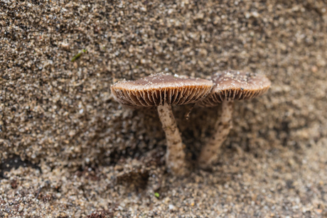Verscholen paddenstoelen