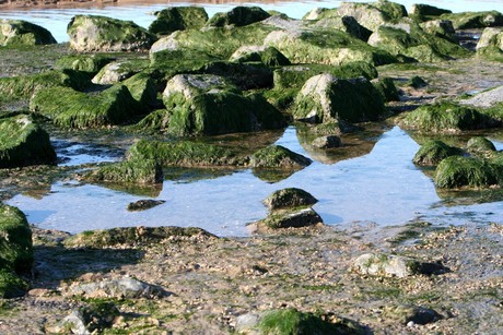 Stones at the Beach