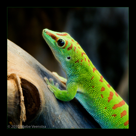 Gecko