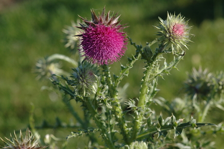 DISTEL