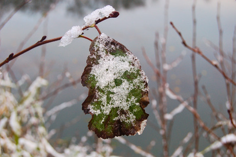 sneeuw op een blaadje