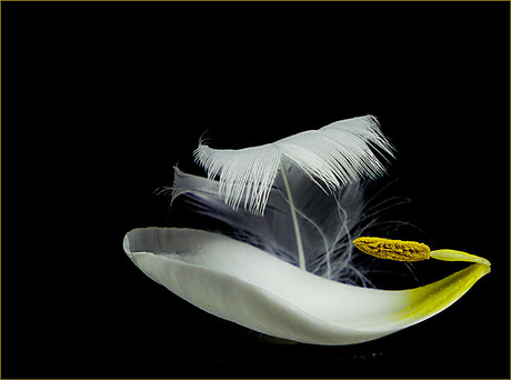 blaadje......................