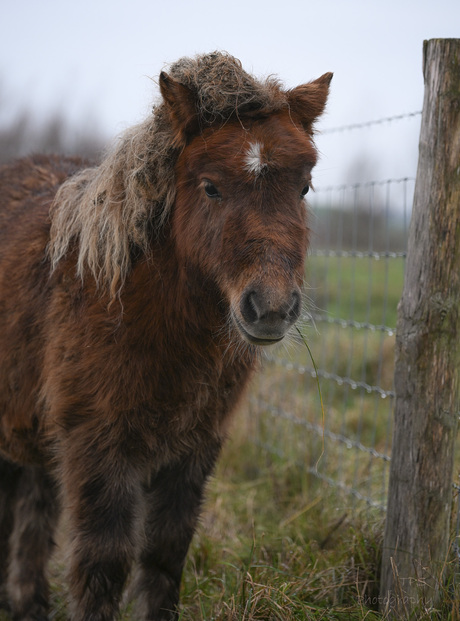 lieve pony